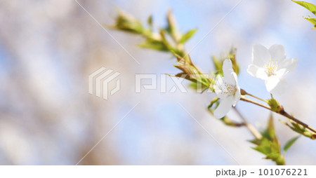 spring seasonal mood with cherry blossom and white bokeh spring seasonal mood with cherry blossom and white bokeh 101076221