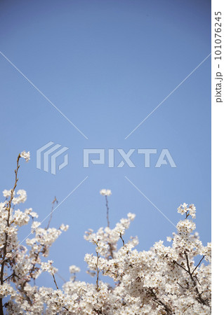 spring seasonal mood with cherry blossom and white bokeh 101076245