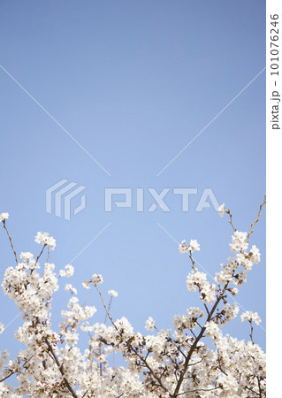 spring seasonal mood with cherry blossom and white bokeh spring seasonal mood with cherry blossom and white bokeh 101076246