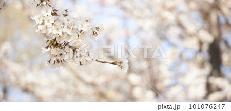 spring seasonal mood with cherry blossom and white bokeh spring seasonal mood with cherry blossom and white bokeh 101076247