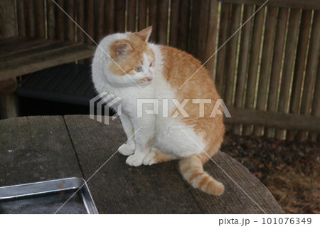 海辺の野良猫 海辺の野良猫 101076349