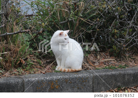 海辺の野良猫 101076352