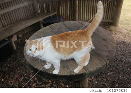 海辺の野良猫 101076355