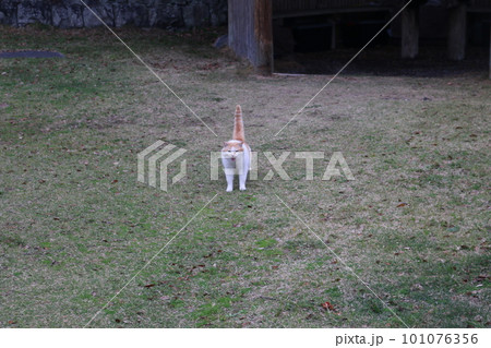 海辺の野良猫 101076356