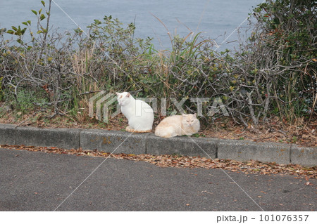 海辺の野良猫 101076357