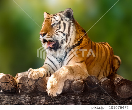 Siberian or Amur tiger lying down on wooden deck 101076475