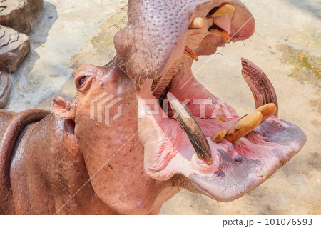 common hippopotamus (Hippopotamus amphibius) close up 101076593