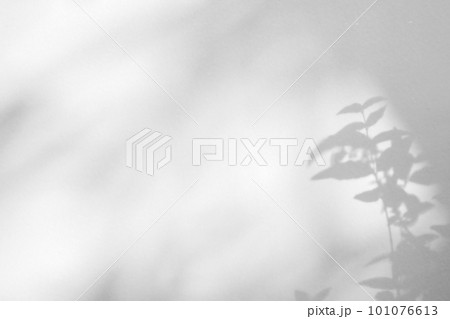 Abstract natural tree leaves shadow on white wall background Abstract natural tree leaves shadow on white wall background 101076613