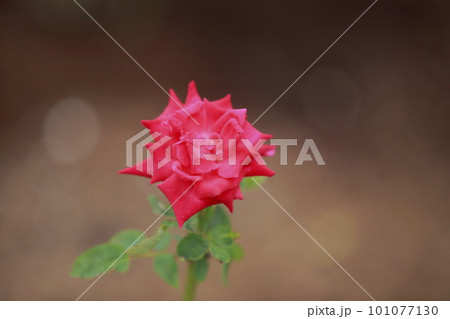 荒尾市 おもやい市民花壇 バラの花、 荒尾市 おもやい市民花壇 バラの花、 101077130