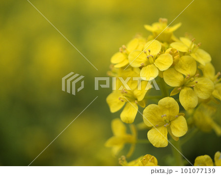 3月に咲いた菜の花の接写 101077139