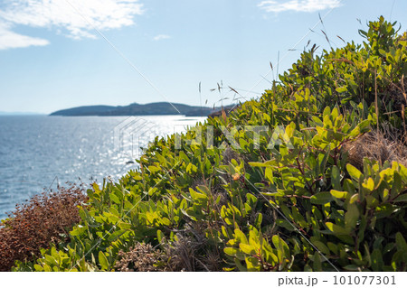 Wild green bush, sunny sea shore in summer Greece 101077301
