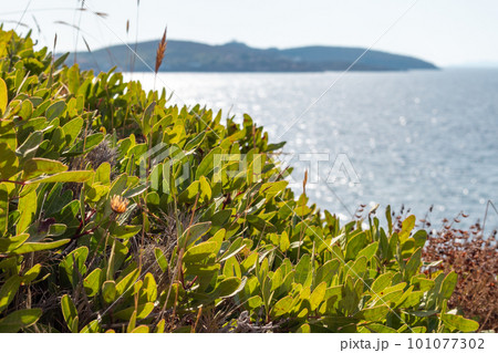 Wild green bush, sunny sea shore in summer Greece 101077302