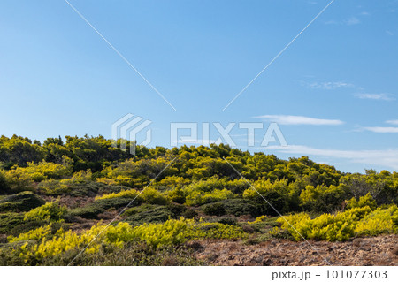 Greece vibrant green pine bush on blue clear sky 101077303