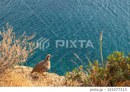 Rock partridge birds watching on sea coast, Greece Rock partridge birds watching on sea coast, Greece 101077313