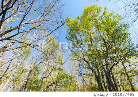 北海道　新緑の森 101077498