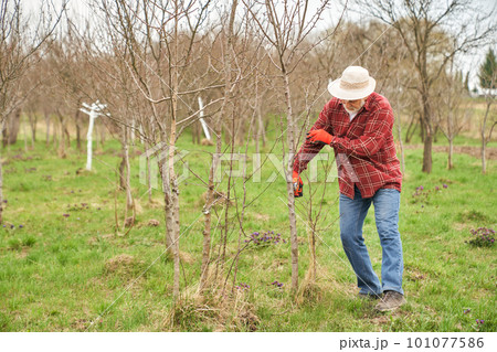 Side view of peasant taking care of plants in spring season. Old male gardener with grey hair working in orchard, sawing tree branches. Concept of environment and outdoors life. 101077586