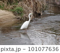川で餌を探すダイサギ　婚姻色 101077636