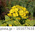 菜の花　黄色い花 101077638