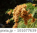 スギ花粉がとぶ、杉の花 101077639