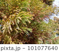 杉の花　 101077640