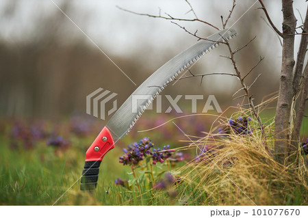 Close up of sharp modern saw for cutting plants. Red iron knife used by gardener in spring for taking care of trees, branches and bushes in orchard. Concept of plants growing. 101077670