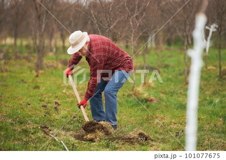 Front view of old male working in orchard in spring. Gardener wearing panama hat digging with spade, planting, whitewashing trees. Concept of countryside life and nature. Front view of old male working in orchard in spring. Gardener wearing panama hat digging with spade, planting, whitewashing trees. Concept of countryside life and nature. 101077675