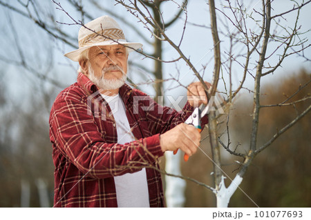 Front view of gardener with grey hair and beard cutting tree branches. Peasant in panama hat standing, looking forward taking care of plants. Concept of handwork and agriculture. Front view of gardener with grey hair and beard cutting tree branches. Peasant in panama hat standing, looking forward taking care of plants. Concept of handwork and agriculture. 101077693