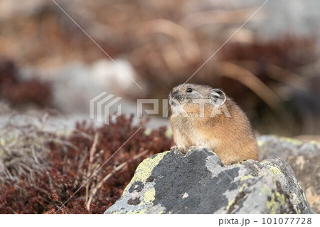 大雪山 初冬のナキウサギ 大雪山 初冬のナキウサギ 101077728