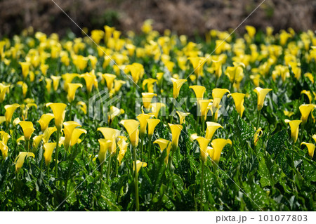 クワズイモ 黄色 イエロー 101077803