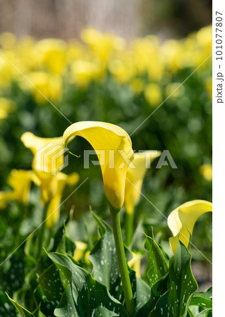 クワズイモ 黄色 イエロー 101077807