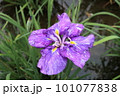 綺麗に咲く花菖蒲 101077838