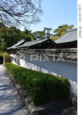 岡崎城 二の丸能楽堂 徳川家康誕生の地 お花見スポット 岡崎城 二の丸能楽堂 徳川家康誕生の地 お花見スポット 101077977