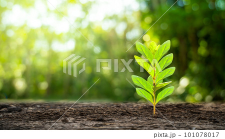 Planting seedlings young plant in the morning light on nature background Planting seedlings young plant in the morning light on nature background 101078017