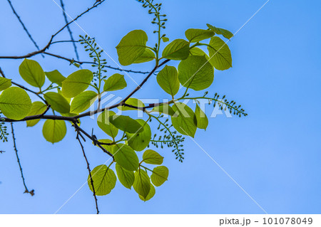 日本の横浜都市景観 ハクウンボク（白雲木）。花言葉は壮大、愛の旅、朗らかな人＝3月30日 101078049