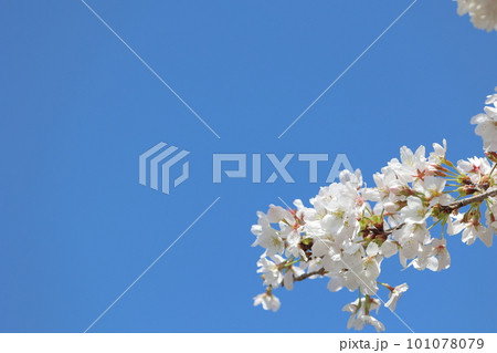 青空に映える桜5 青空に映える桜5 101078079