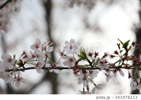 白い桜 101078213