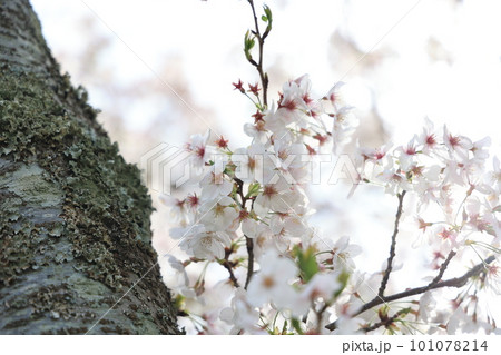 白い桜 白い桜 101078214