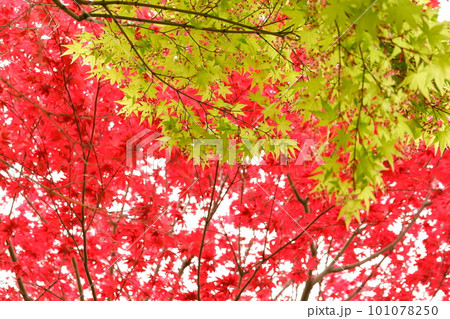 日本、神奈川、公園、日本庭園、植物、4月、春、花、緑、自然、ナチュラル、野外、屋外、木、庭園、 101078250