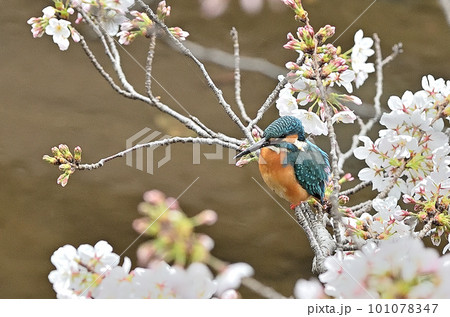 川辺の宝石 101078347