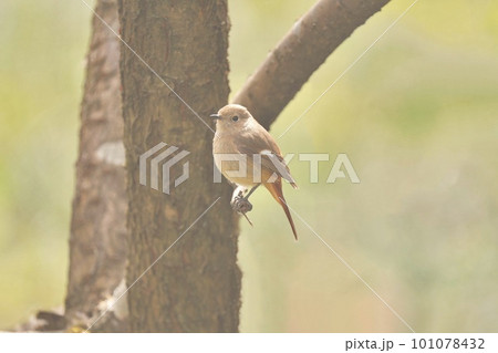 木の枝にとまるジョウビタキのメス 木の枝にとまるジョウビタキのメス 101078432