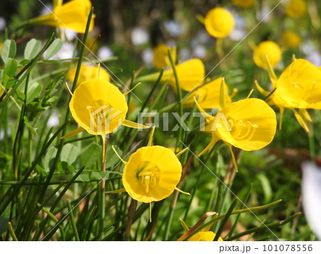 ラッパ状の黄色い副花冠の花「ナルキッスス・ブルボコディウム」(別名:ペチコート水仙) ラッパ状の黄色い副花冠の花「ナルキッスス・ブルボコディウム」(別名:ペチコート水仙) 101078556