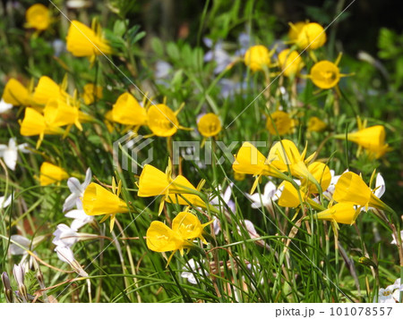 ラッパ状の黄色い副花冠の花「ナルキッスス・ブルボコディウム」(別名:ペチコート水仙) ラッパ状の黄色い副花冠の花「ナルキッスス・ブルボコディウム」(別名:ペチコート水仙) 101078557