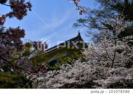 岡崎城天守 徳川家康誕生の地 お花見スポット 岡崎城天守 徳川家康誕生の地 お花見スポット 101078586