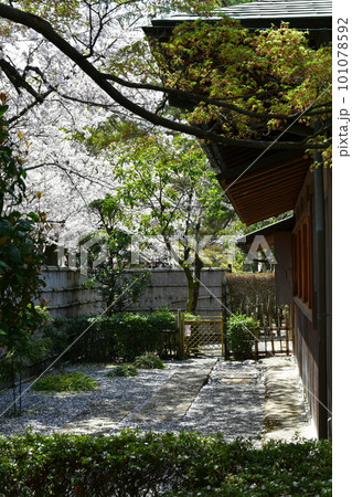 岡崎城 徳川家康誕生の地 お花見スポット 岡崎城 徳川家康誕生の地 お花見スポット 101078592