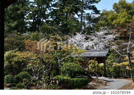 岡崎城　徳川家康誕生の地　お花見スポット 101078594