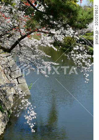 岡崎城 徳川家康誕生の地 お花見スポット 岡崎城 徳川家康誕生の地 お花見スポット 101078617
