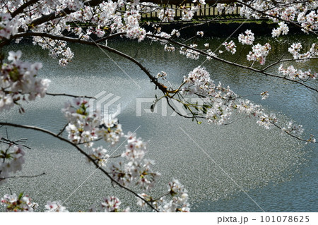 岡崎城 徳川家康誕生の地 お花見スポット 岡崎城 徳川家康誕生の地 お花見スポット 101078625