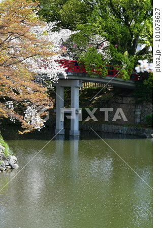 岡崎城 神橋とさくら 徳川家康誕生の地 お花見スポット 岡崎城 神橋とさくら 徳川家康誕生の地 お花見スポット 101078627