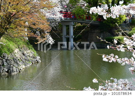 岡崎城　神橋とさくら　徳川家康誕生の地　お花見スポット 101078634