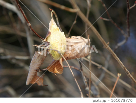 ヤママユガの繭(抜け殻) ヤママユガの繭(抜け殻) 101078770